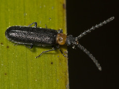 Binburrum ruficollis