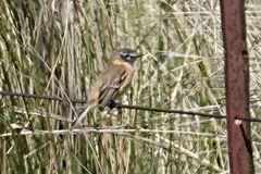 Polystictus pectoralis