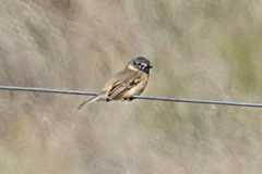 Polystictus pectoralis