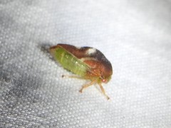 Cyrtolobus fenestratus