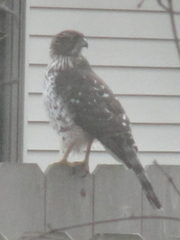 Accipiter cooperii