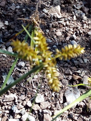 Cyperus pallidicolor