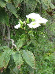 Ipomoea intrapilosa