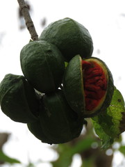 Tabernaemontana tomentosa