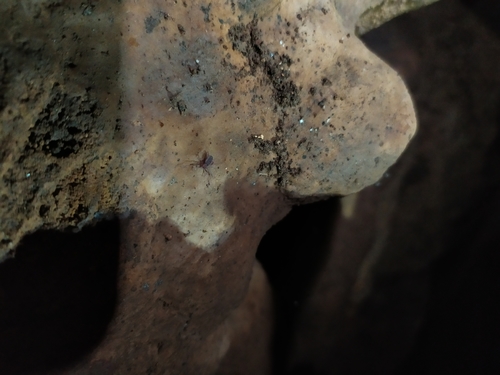 Pseudocellus pearsei