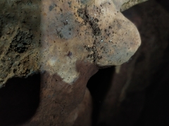 Pseudocellus pearsei
