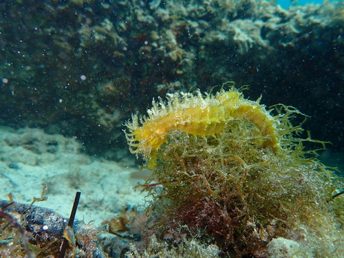 Hippocampus guttulatus