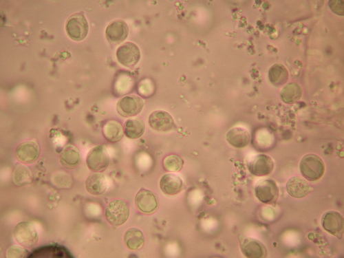 Amanita silvatica image