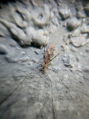 Amphineurus hudsoni
