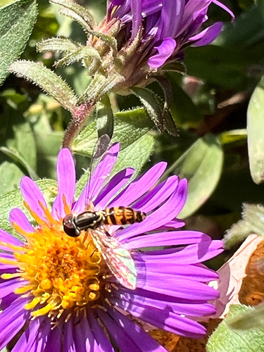 Unknown species found near Echo Rd, Brunswick, ME, US