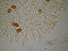 Gymnopilus subpurpuratus