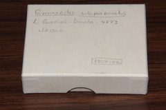 Gymnopilus subpurpuratus