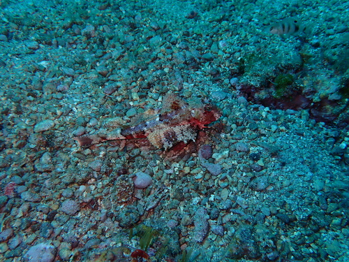 Chelidonichthys lastoviza