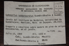 Gymnopilus subpurpuratus