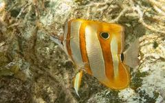 Chelmon rostratus