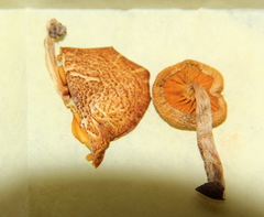 Gymnopilus subpurpuratus