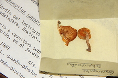 Gymnopilus subpurpuratus