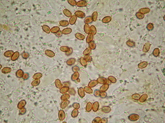 Gymnopilus subpurpuratus