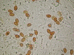 Gymnopilus subpurpuratus