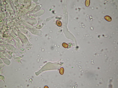 Gymnopilus subpurpuratus