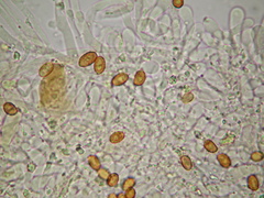 Gymnopilus subpurpuratus