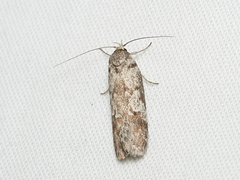 Palimmeces hemiphanes