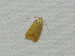 Aeolothapsa malacella