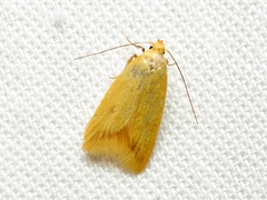 Aeolothapsa malacella
