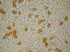 Gymnopilus subpurpuratus