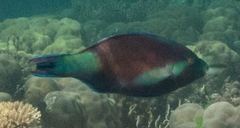 Scarus hypselopterus