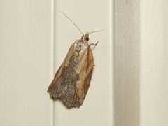 Cryptoptila immersana