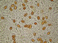 Gymnopilus subpurpuratus