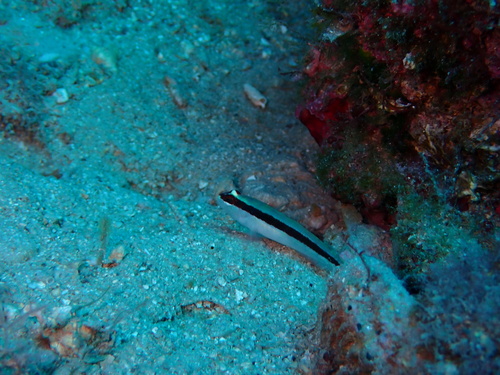 Gobius vittatus