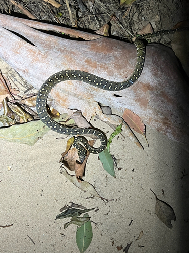 Diamond Python sighting