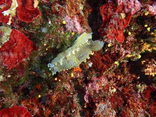 Felimare picta