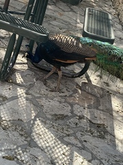 Pavo cristatus × muticus