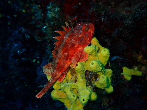 Scorpaena notata