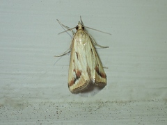 Achyra massalis