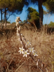 Drimia maritima — photo 2
