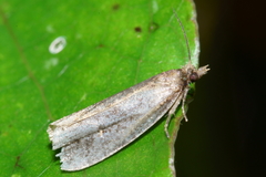 Cryptaspasma querula