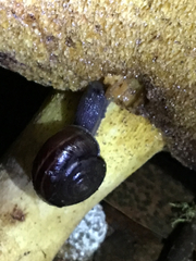 Helminthoglypta sequoicola