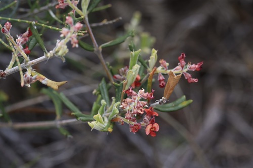 horned poison (Gastrolobium polystachyum)