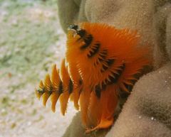 Spirobranchus corniculatus