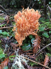 Ramaria stuntzii