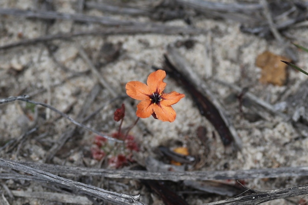 Drosera coomallo, Badgingarra WA 6521, Australia