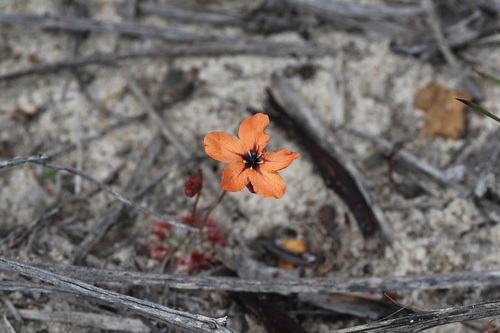 Drosera coomallo