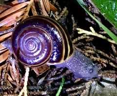 Helminthoglypta sequoicola