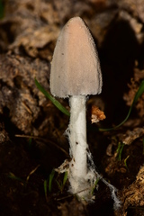 Coprinopsis pseudonivea