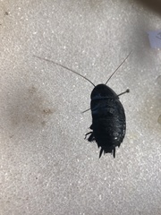 Melanozosteria nitida