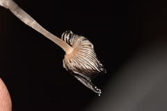 Coprinopsis pseudonivea